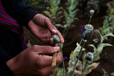 Myanmar's opium farmers cling on to lucrative crop