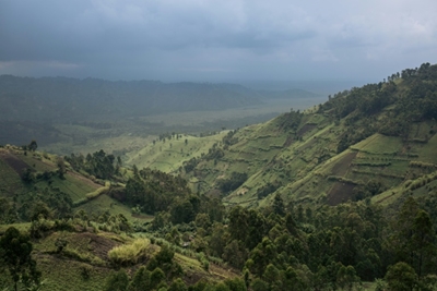 Greenpeace accuses DR Congo of signing vast new logging contracts