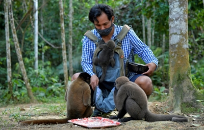 Saving the Amazon's orphan monkeys