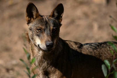 Wolf hunting ban pits farmers against conservationists in Spain 