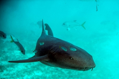 Saving the underwater wonder world of Belize's reef