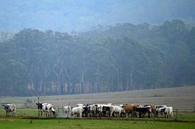 Relief as rain falls over Australian bushfires