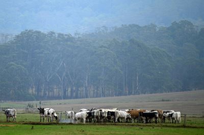 Relief as rain falls over Australian bushfires