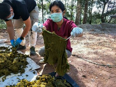 Dead deer found in Thailand with 7kg of plastic in stomach