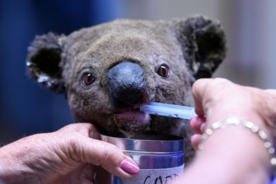 Online fundraiser for bushfire-hit koalas tops Aus$1 mn