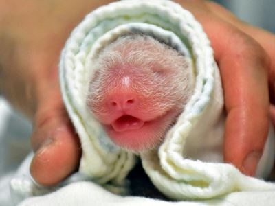 Panda gifted by China gives birth to second cub in Taiwan