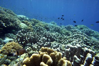 Climate change driving marine species poleward