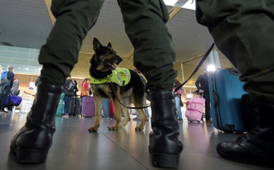 Dogs can be trained to sniff out malaria: researchers