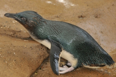 Aussie penguin parade is lockdown live-stream hit