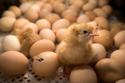 German court allows slaughter of male chicks to continue