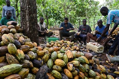 Boom times for organic cocoa in Ivory Coast