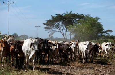 Raising cattle a risky business for Venezuela ranchers