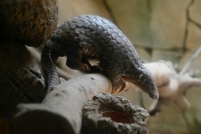 Pangolin identified as potential link for coronavirus spread