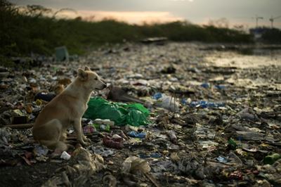 Bags and balloons: NGO documents plastic pollution choking sea life