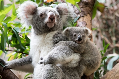 Plan to help save the koala