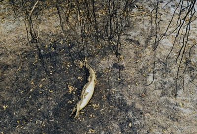 Why are Brazil's wetlands engulfed in flames?