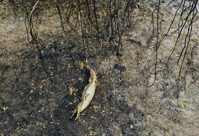 Why are Brazil's wetlands engulfed in flames?
