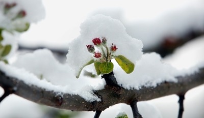 Spring in February: UK plants flowering 'a month early' 