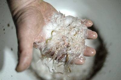 Eel smuggler given suspended jail term in UK