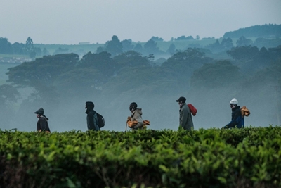 Climate to ravage Kenya's tea production