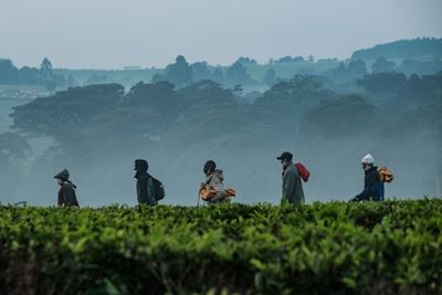 Climate to ravage Kenya's tea production