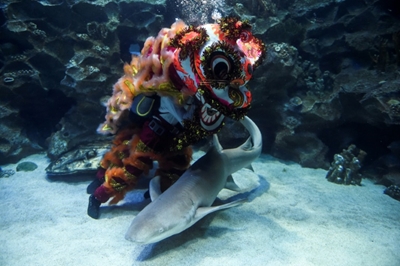 Underwater lion dance in Malaysia before Lunar New Year