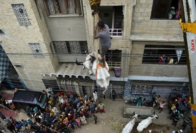 High steaks: Cows go from roofs to plates in Pakistan for Eid