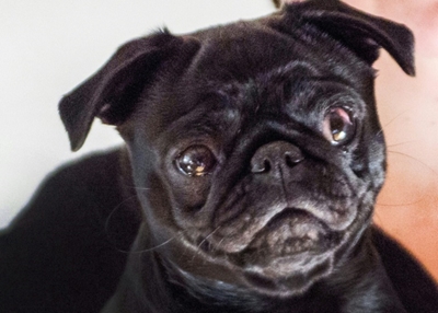 'Pug of war' over eBay sale of impounded dog in Germany