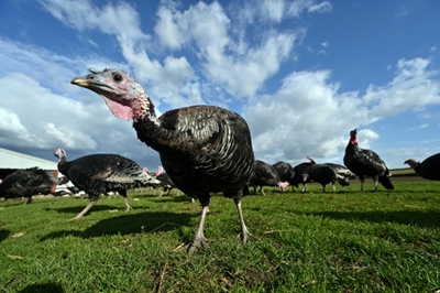 UK families gobble up teenier turkeys for Covid Christmas