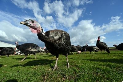 UK families gobble up teenier turkeys for Covid Christmas