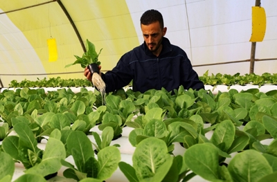 'Green Paradise' brings hydroponics to Libya