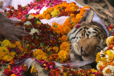 India bids farewell to 'supermum' tiger Collarwali