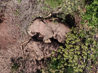 Chinese rogue elephant herd's breakaway male sent home