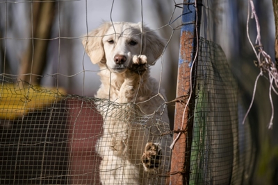 With stray dog shelter, Kosovo duo bridge ethnic divide
