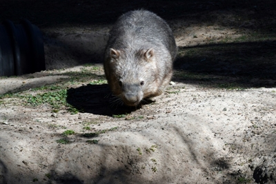 Aussie policeman investigated over wombat stoning