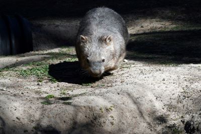 Aussie policeman investigated over wombat stoning