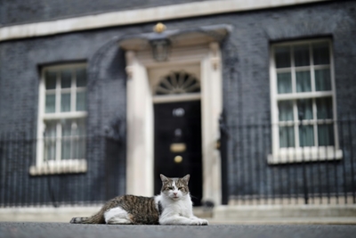 Larry the Cat marks 10 years' ruling Downing Street roost