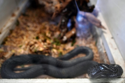 The battle to bring antivenoms to Africa