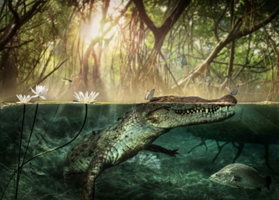 Origin story: America's crocodiles came out of Africa