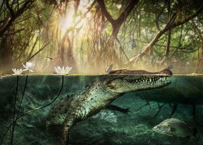 Origin story: America's crocodiles came out of Africa