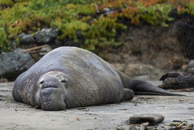 Fat and content: Why plump elephant seals take fewer risks