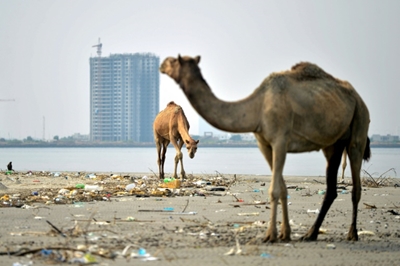 Concrete jungle threatens mangroves on Pakistan island