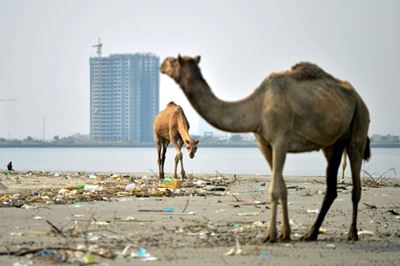 Concrete jungle threatens mangroves on Pakistan island