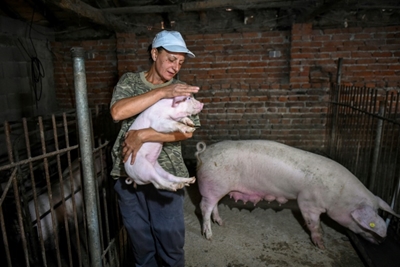 Bulgaria, Romania struggle with swine fever outbreaks