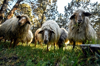 Sheep nibble Madrid's largest park into shape