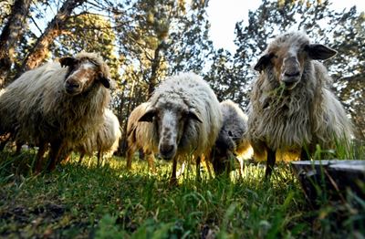 Sheep nibble Madrid's largest park into shape