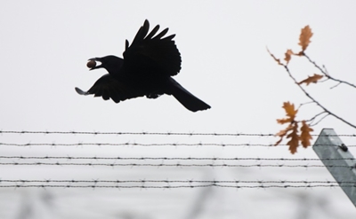 No fooling crafty crows on best plants for tool-making