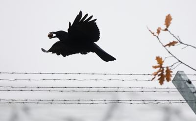 No fooling crafty crows on best plants for tool-making