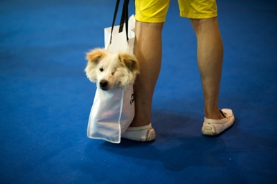 Chinese turn to social media to feed stranded pets in virus city