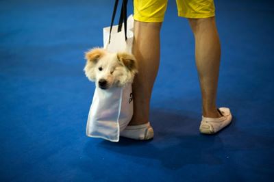 Chinese turn to social media to feed stranded pets in virus city
